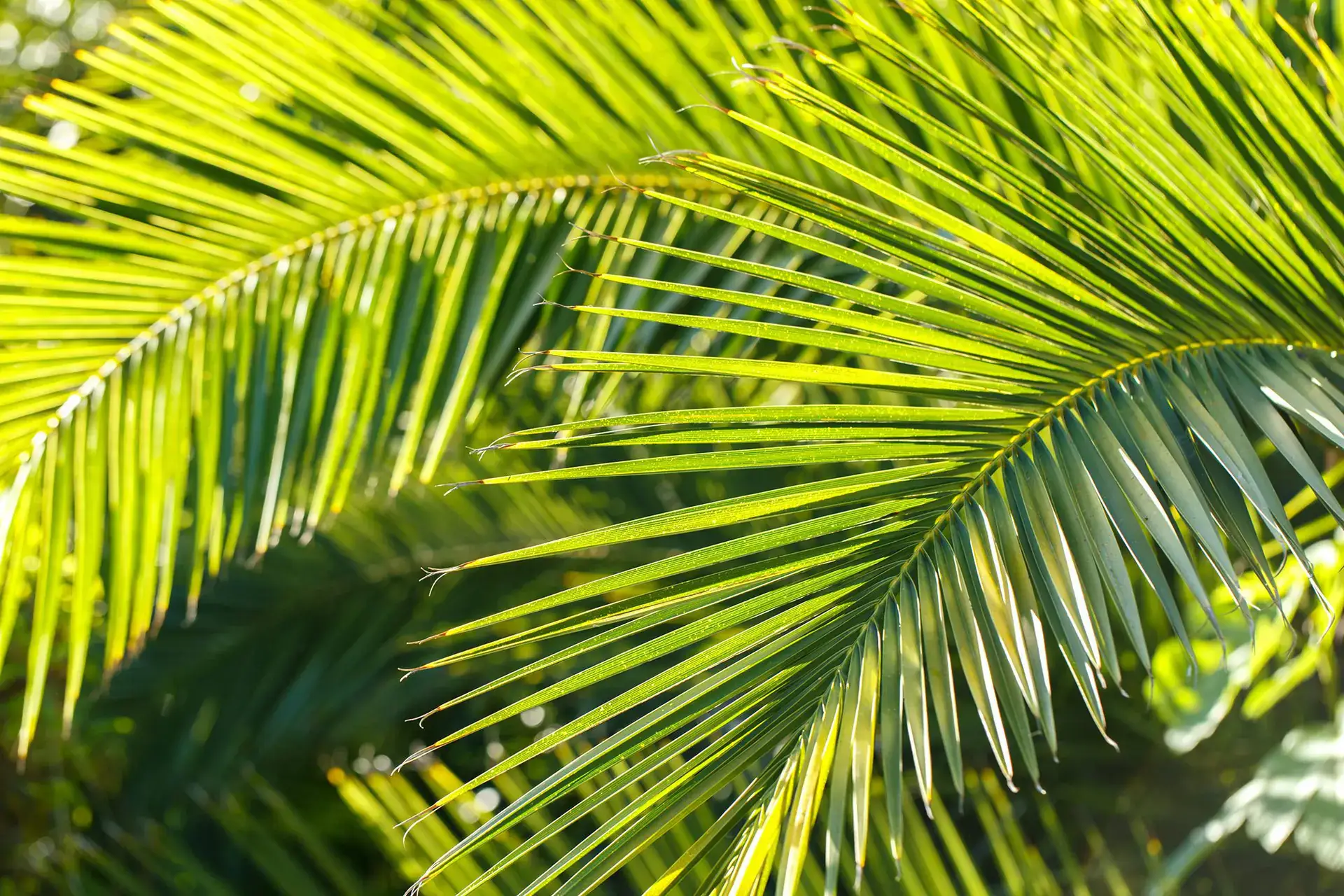 Tropical palm leaves in De'Lane's green brand palette